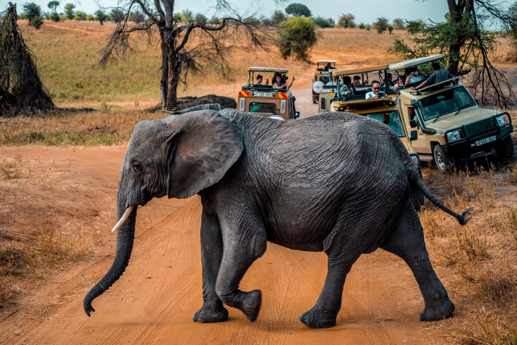 Elephant crossing a dirt road in front of safari vehicles