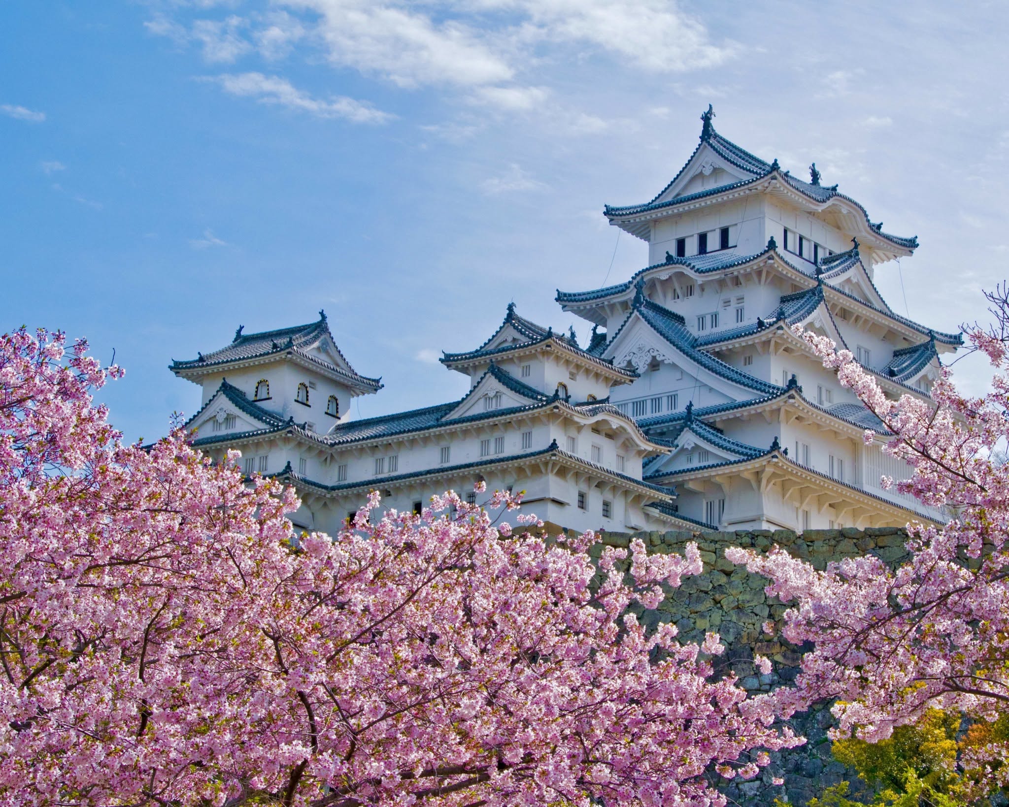 Himeji Castle in Japan surrounded by cherry blossoms