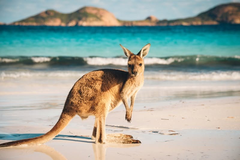Kangaroo on a white-sand Australian beach