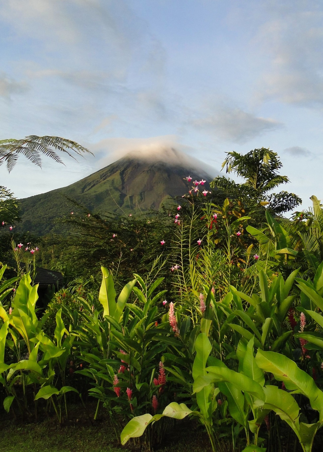 Tropical volcano rising above lush gardens
