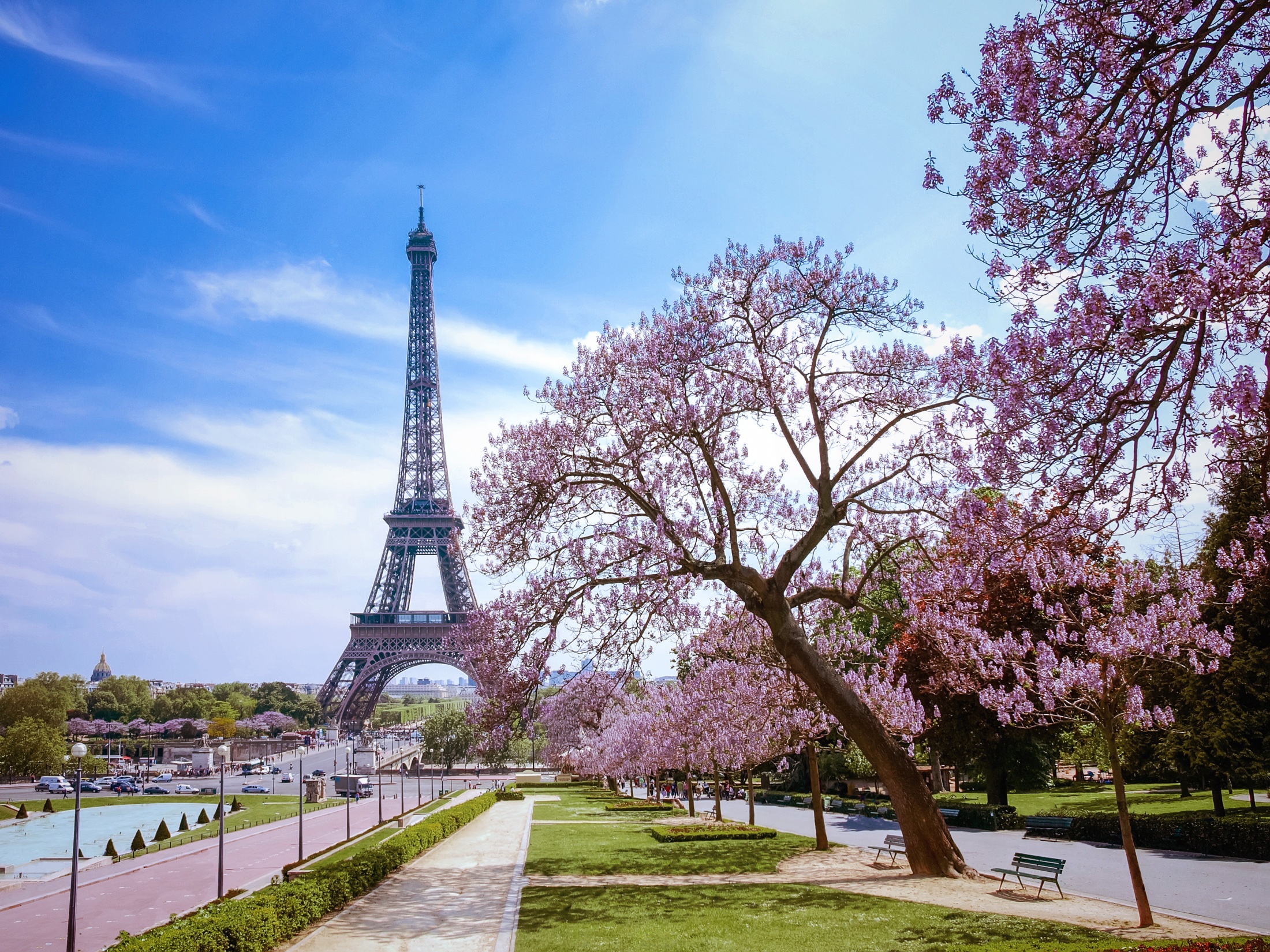 The Eiffel Tower beside a blooming tree on a spring day in Paris